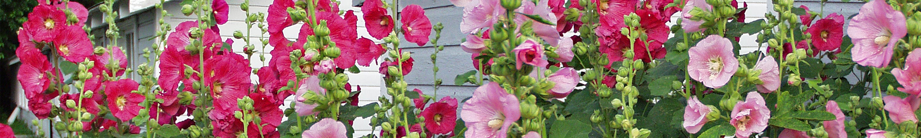 Alcea / Hollyhock