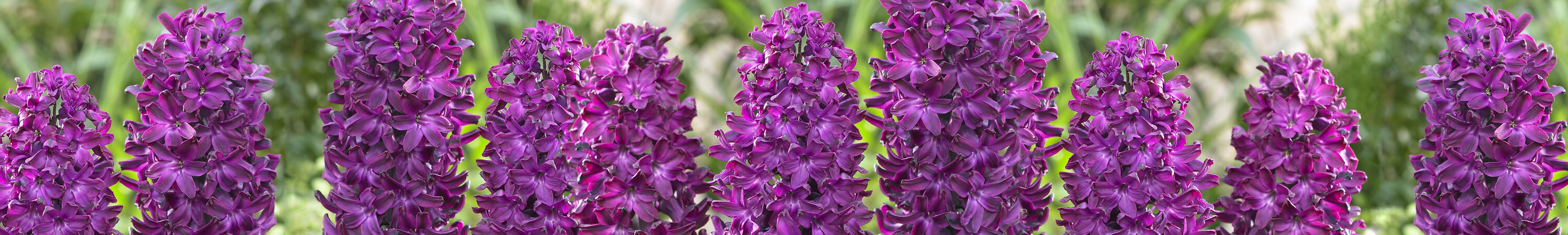 Hyacinth