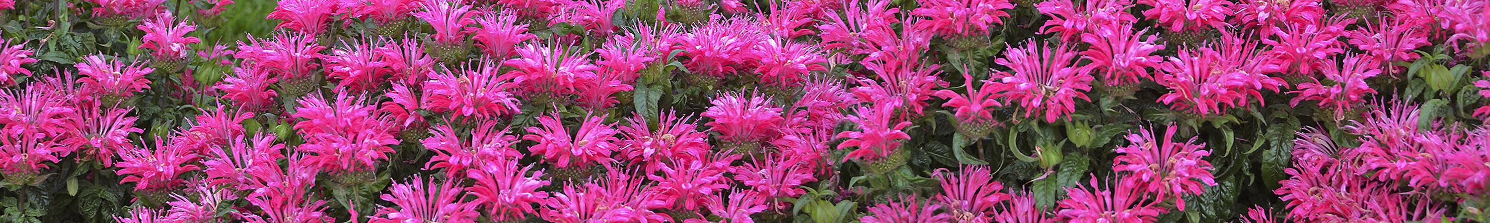 Monarda / Bee Balm