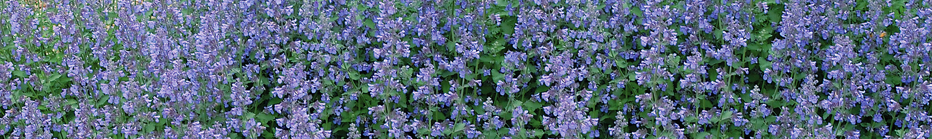 Nepeta / Catmint