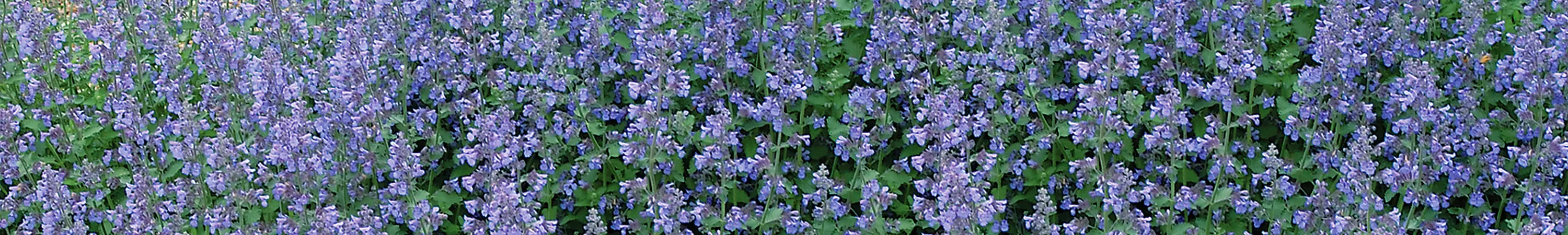 Nepeta / Catmint