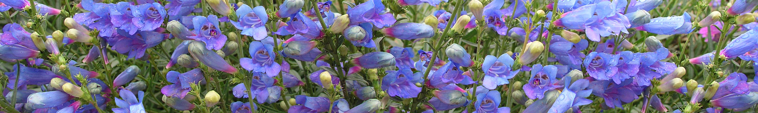 Penstemon / Beardtongue