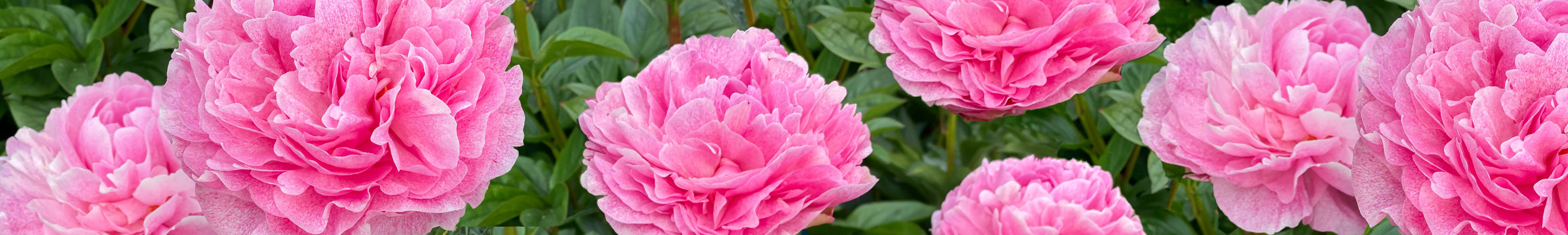 Peony