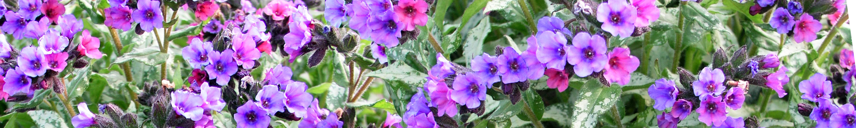 Pulmonaria / Lungwort