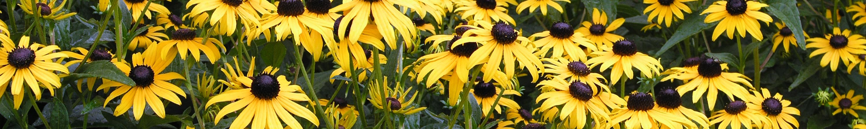 Rudbeckia / Brown & Black Eyed Susan