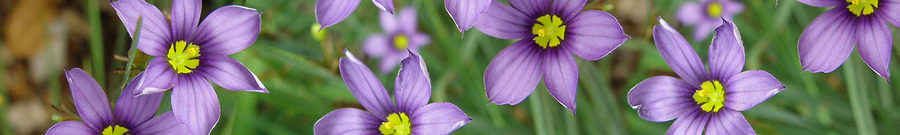 Sisyrinchium / Blue Eyed Grass