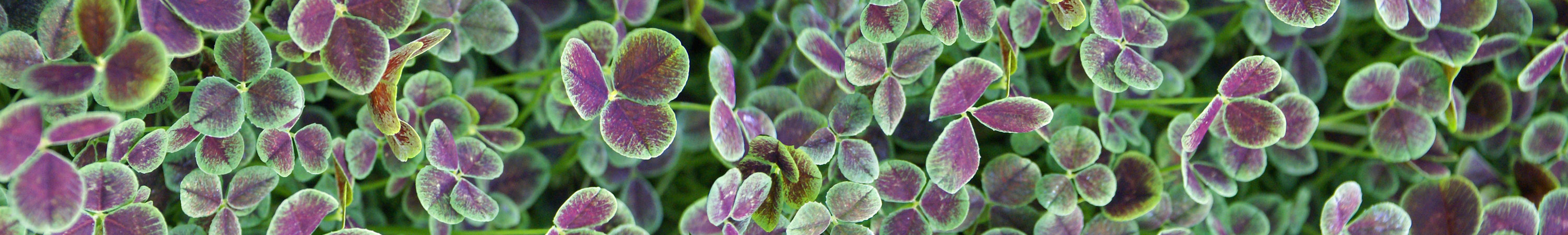 Trifolium / Ornamental Clover