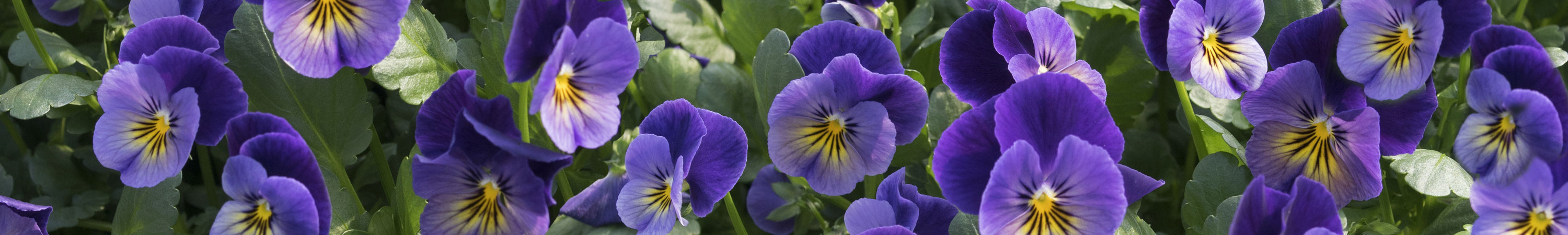 Viola / Violet Plants