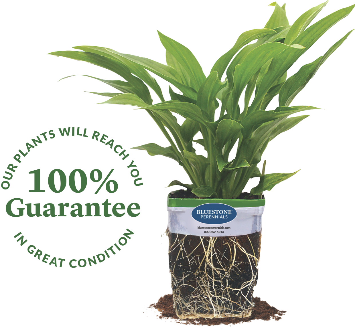 Our plants will reach you in great condition. 100% guarantee