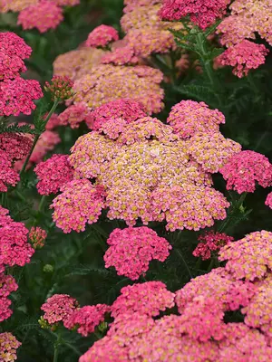 Link to Achillea