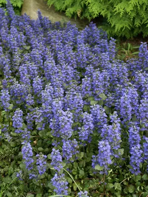 Link to Ajuga