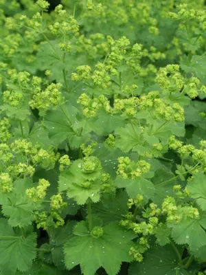 Link to Alchemilla
