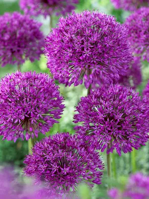 Link to Allium