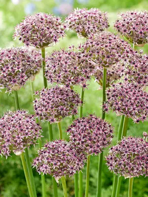 Link to Allium