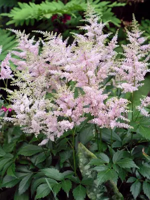 Link to Astilbe