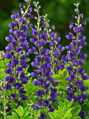 Link to Baptisia