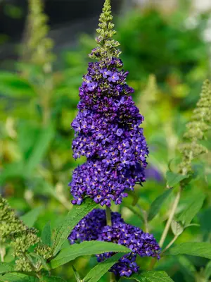 Link to Buddleia