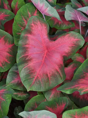 Link to Caladium