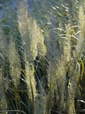 Link to Calamagrostis
