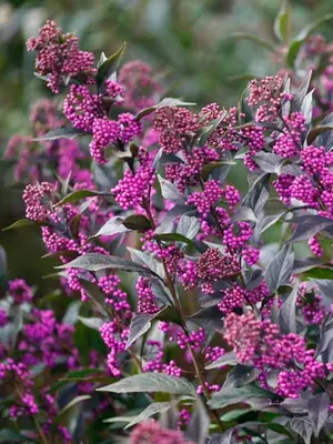 Link to Callicarpa