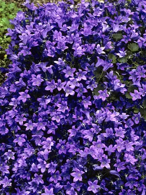 Link to Campanula