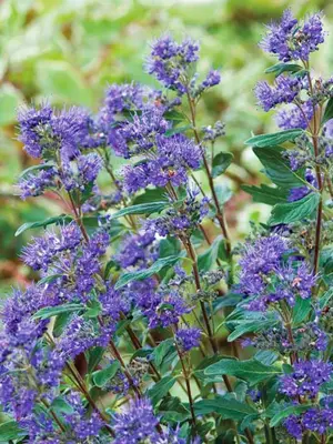 Link to Caryopteris