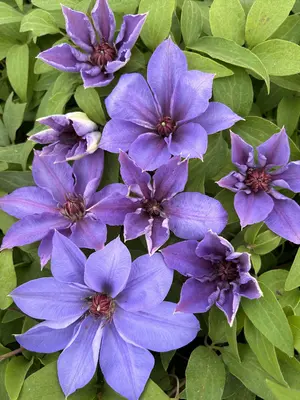 Link to Clematis