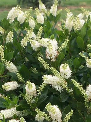 Link to Clethra