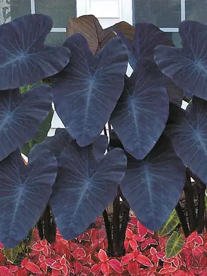 Link to Colocasia