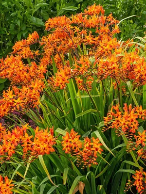 Link to Crocosmia