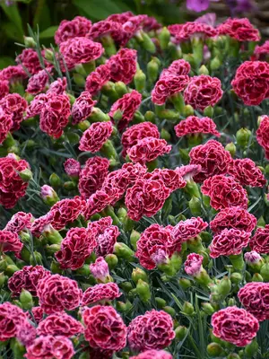 Link to Dianthus