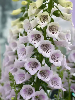 Link to Digitalis