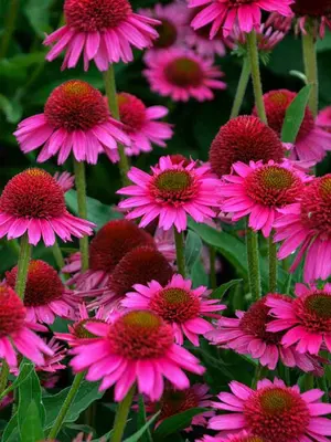 Link to Echinacea
