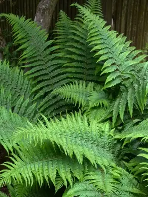 Link to Fern