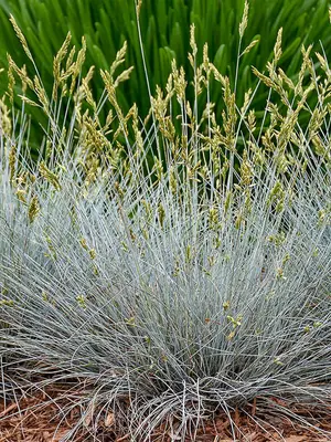 Link to Festuca