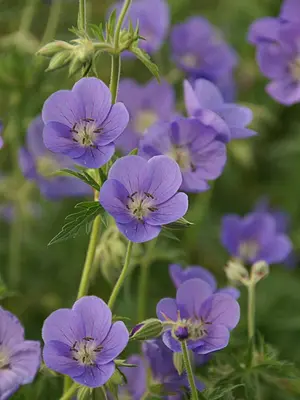 Link to Geranium