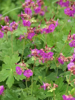 Link to Geranium