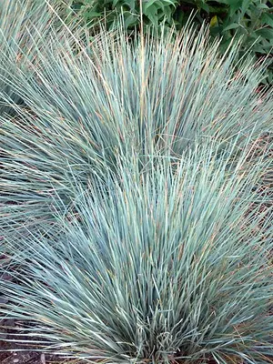 Link to Helictotrichon