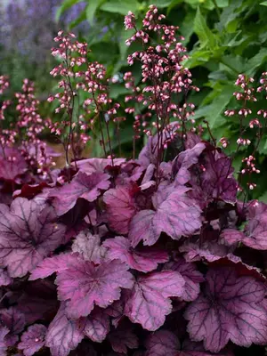 Link to Heuchera