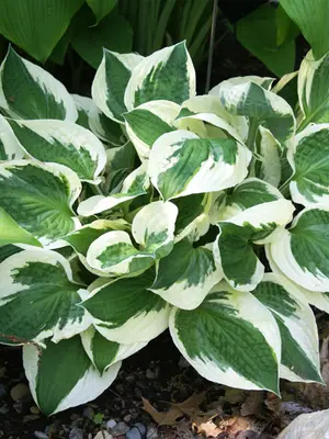 Link to Hosta