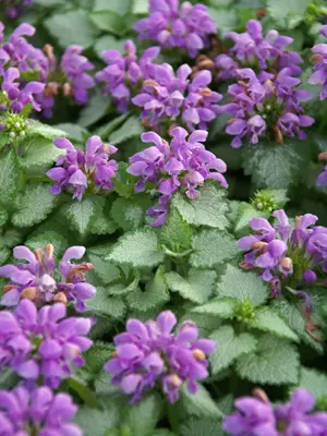 Link to Lamium