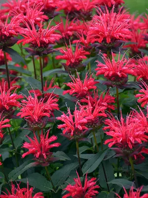 Link to Monarda