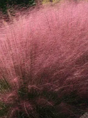 Link to Muhlenbergia