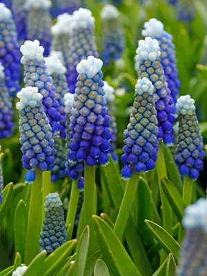 Link to Muscari