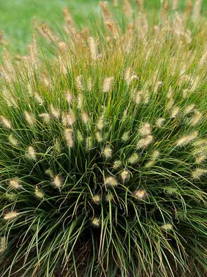 Link to Pennisetum