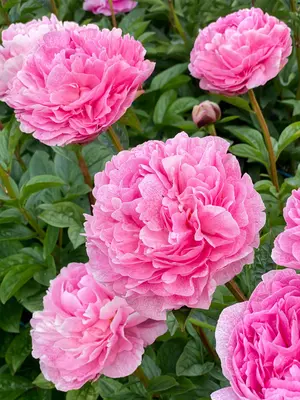 Link to Peony