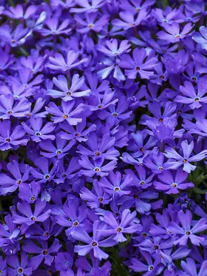 Link to Phlox