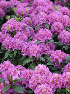 Link to Rhododendron