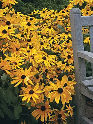Link to Rudbeckia