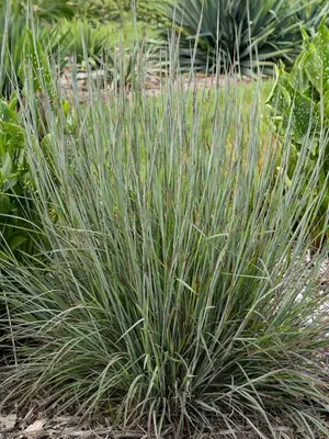 Link to Schizachyrium